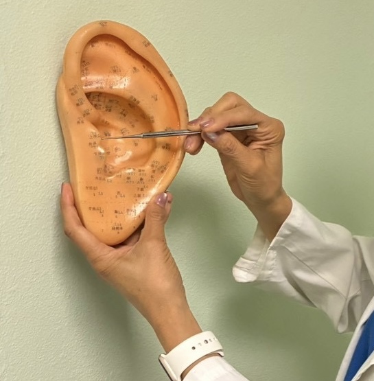 Shizue teaching auricular therapy with an anatomical ear model